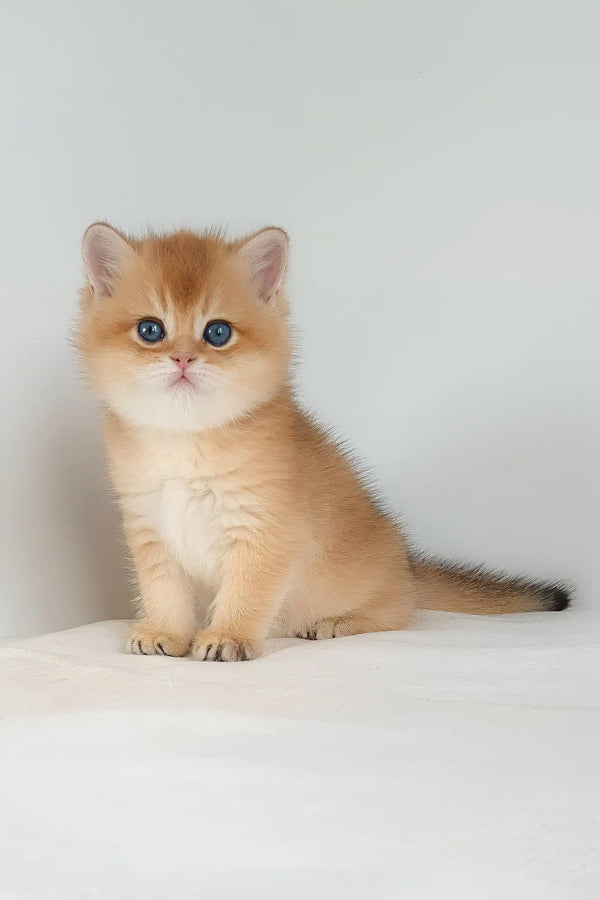 Umar | british shorthair kitten