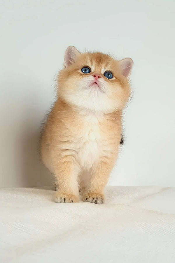 Umar | british shorthair kitten