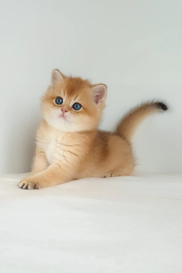 Umar | british shorthair kitten