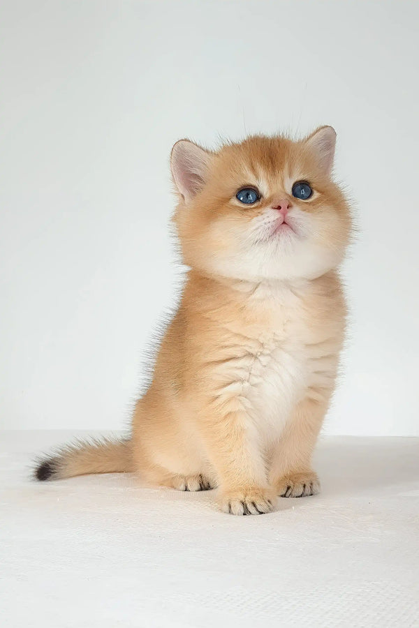 Umar | british shorthair kitten