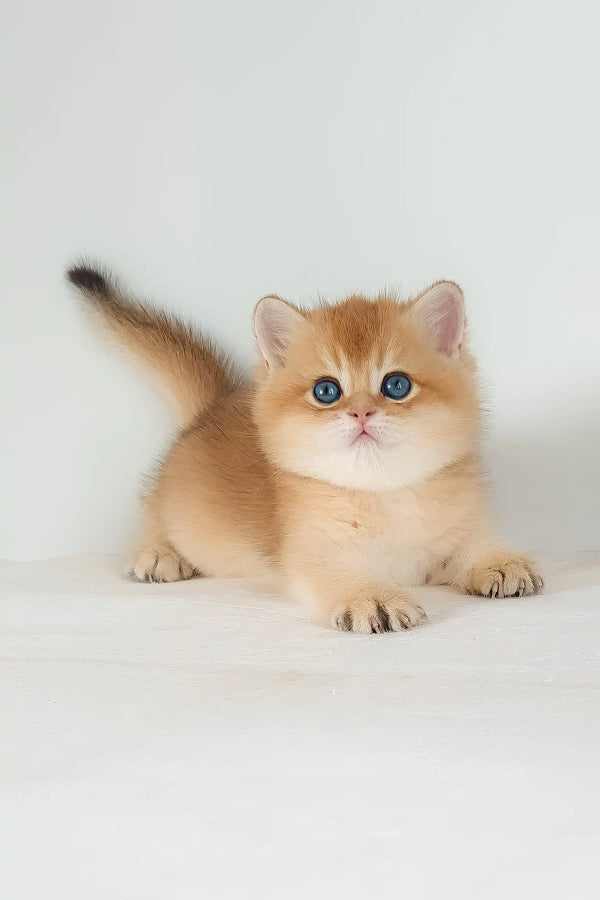 Umar | british shorthair kitten