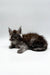 Fluffy gray Maine Coon kitten lying down, perfect for any Coon kitten lover