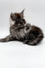 Fluffy gray Maine Coon kitten lounging with paw raised, perfect for cat lovers