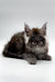 Fluffy Maine Coon kitten Umar with ear tufts and long fur, super adorable coon kitten