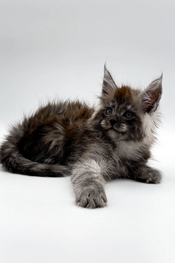 Fluffy gray Maine Coon kitten Umar with adorable ear tufts on display