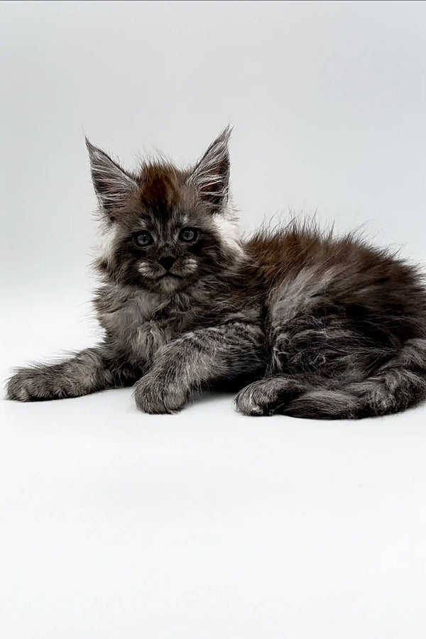 Fluffy gray Maine Coon kitten with ear tufts, perfect for any cat lover