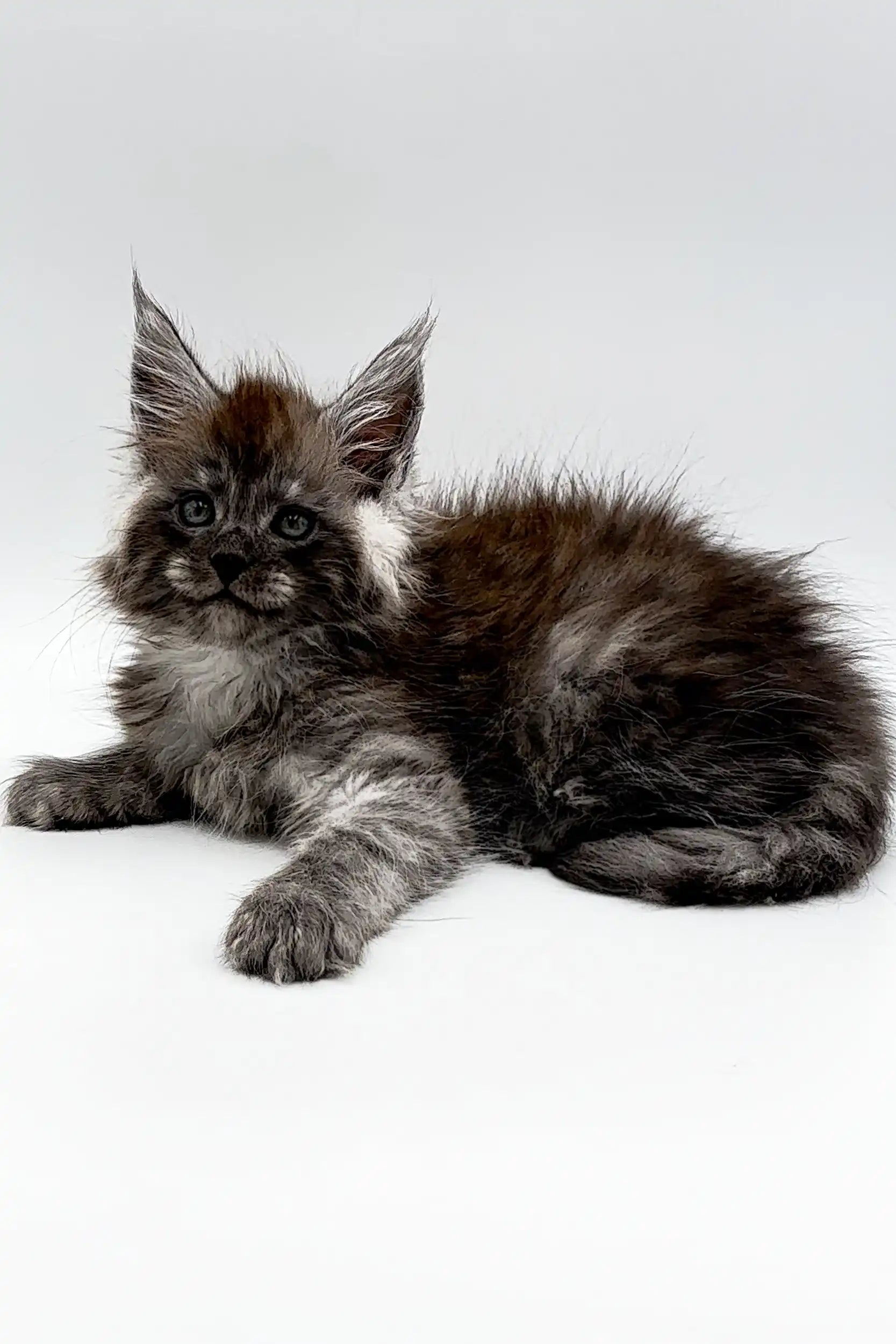 Maine Coon Kittens for Sale Umar | Kitten