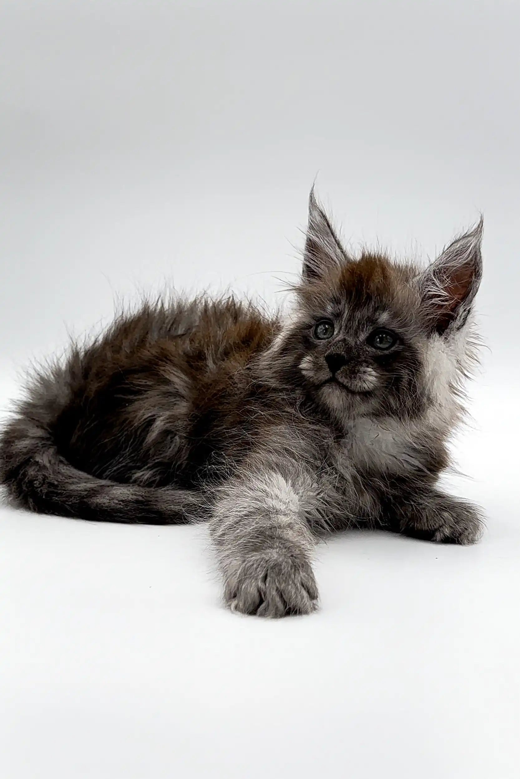 Maine Coon Kittens for Sale Umar | Kitten