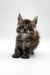 Fluffy gray tabby Maine Coon kitten sitting upright with alert ears