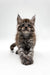 Fluffy gray tabby Maine Coon kitten sitting with paws outstretched, super adorable