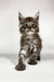 Adorable gray tabby Maine Coon kitten with pointed ears and wide eyes