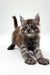 Fluffy gray tabby Maine Coon kitten with wide eyes and perked ears