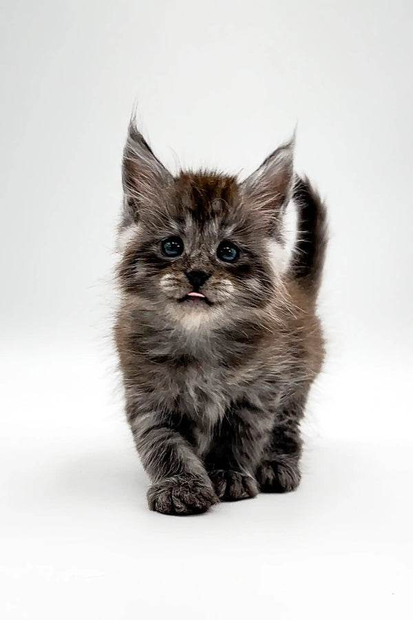 Fluffy gray tabby Maine Coon kitten looking cute at the camera for Umay product