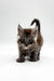 Fluffy gray tabby Maine Coon kitten standing proud with its tail raised high