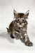 Cute fluffy tabby Maine Coon kitten with wide eyes and perked ears