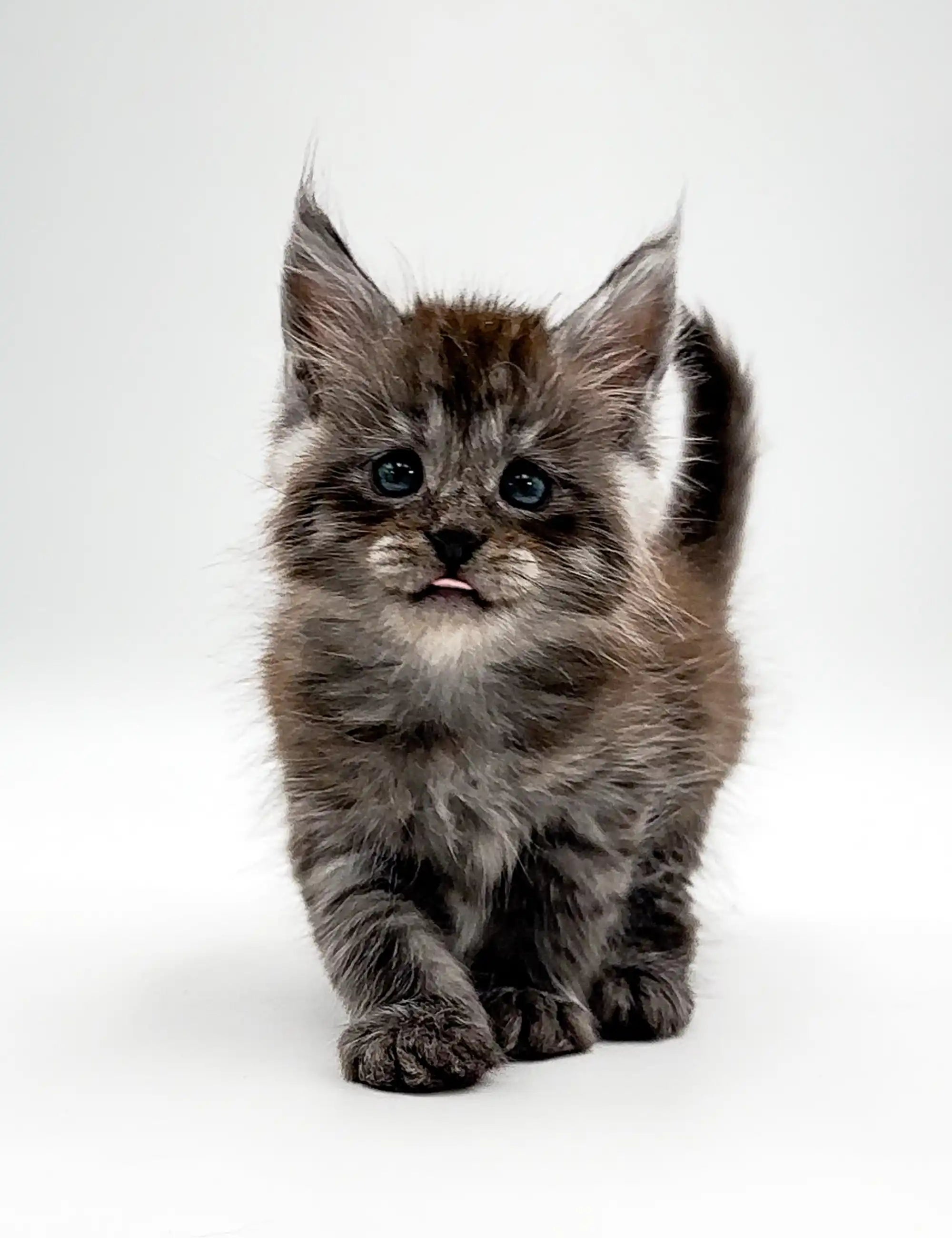 Maine Coon Kittens for Sale Umay | Kitten