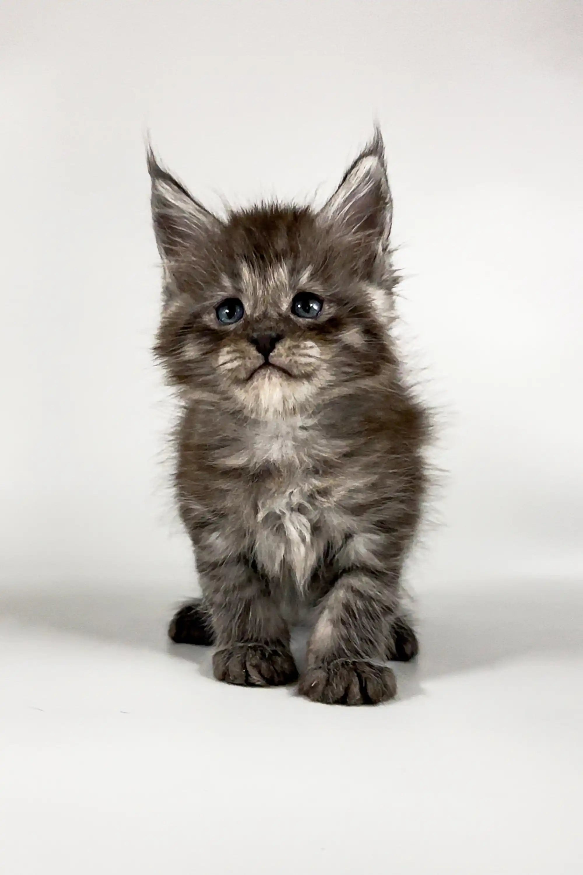 Maine Coon Kittens for Sale Umay | Kitten