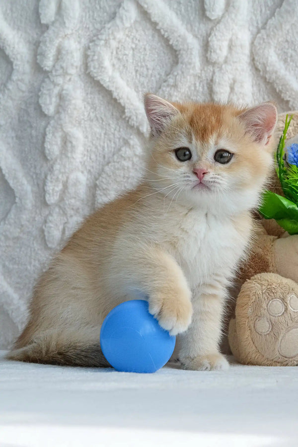 Cute golden British Shorthair kitten playing with a blue ball in Umber product