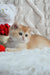 Golden British Shorthair kitten named Umber with big, adorable eyes