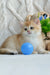 Golden British Shorthair kitten playing with a blue ball named Umber