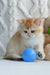 Cute golden British Shorthair kitten playing with a blue ball in Umber product