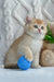 Golden British Shorthair kitten playing with a blue ball in Umber product