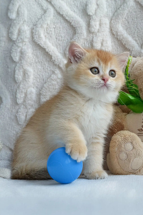 Golden British Shorthair kitten playing with a blue ball in Umber product