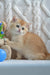 Cute golden British Shorthair kitten named Umber playing with a fun toy