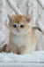 Adorable Golden kitten with wide eyes in the Umber British Shorthair Kitten product