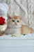 Cute Golden and White Kitten from Umber British Shorthair collection