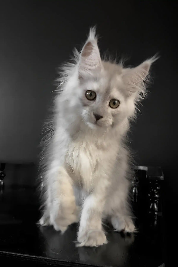 Umberto | maine coon kitten