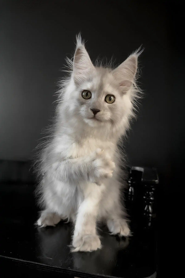 Umberto | maine coon kitten