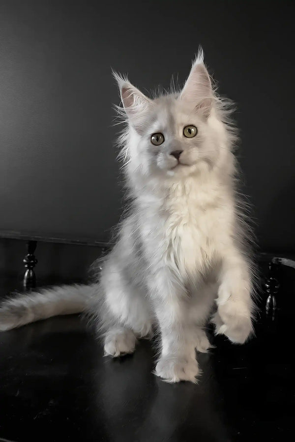 Umberto | maine coon kitten