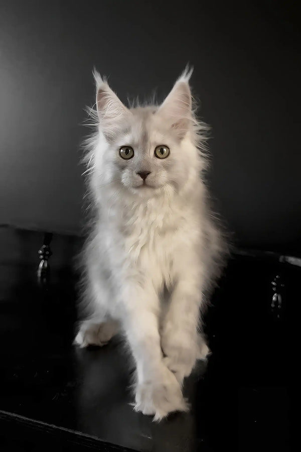 Umberto | maine coon kitten