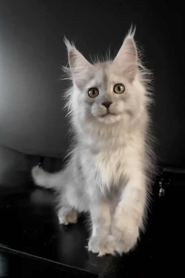 Umberto | maine coon kitten