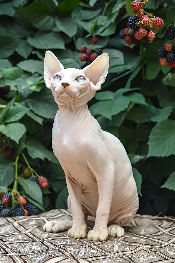 Umiko | canadian sphynx kitten