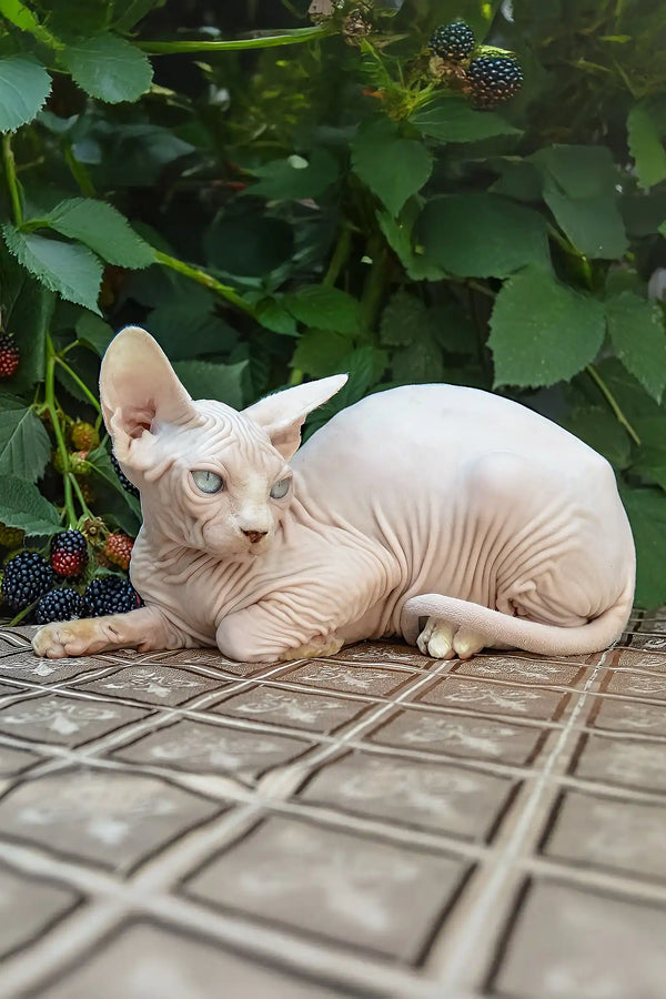 Umiko | canadian sphynx kitten