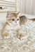 Umka | british shorthair kitten