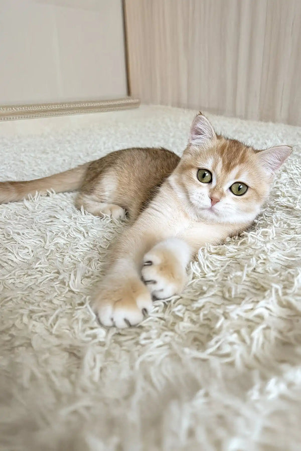 Umka | british shorthair kitten