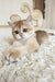 Umka | british shorthair kitten