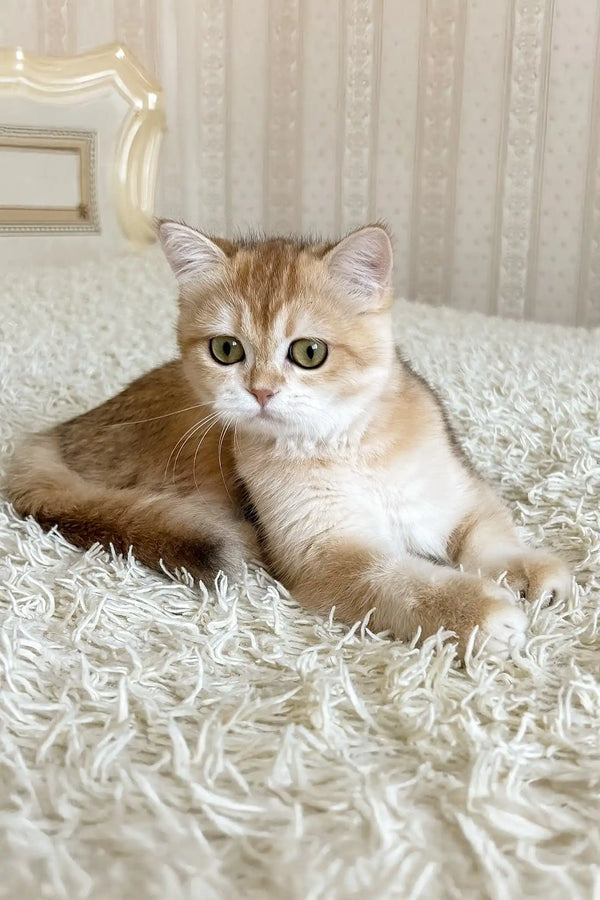 Umka | british shorthair kitten