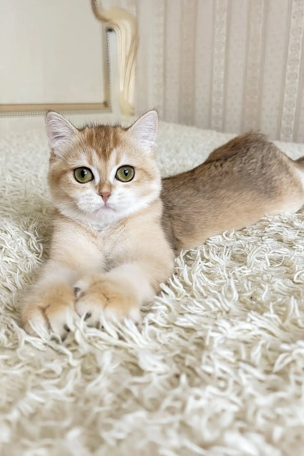 Umka | british shorthair kitten