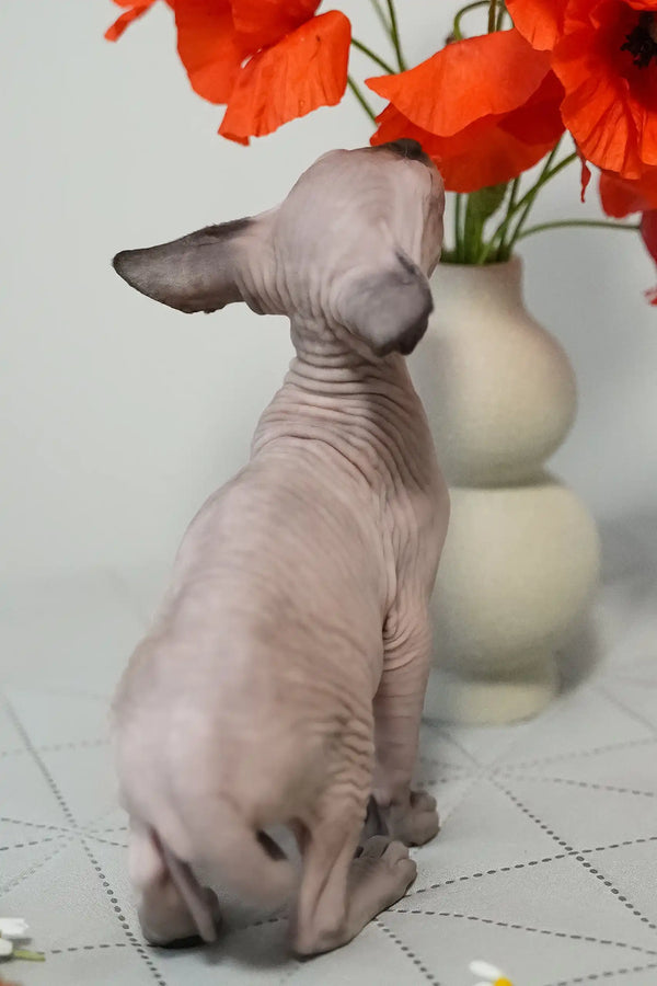 Umka | canadian sphynx kitten