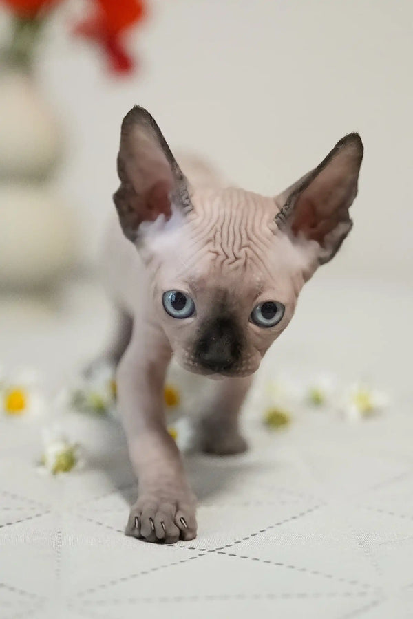 Umka | canadian sphynx kitten