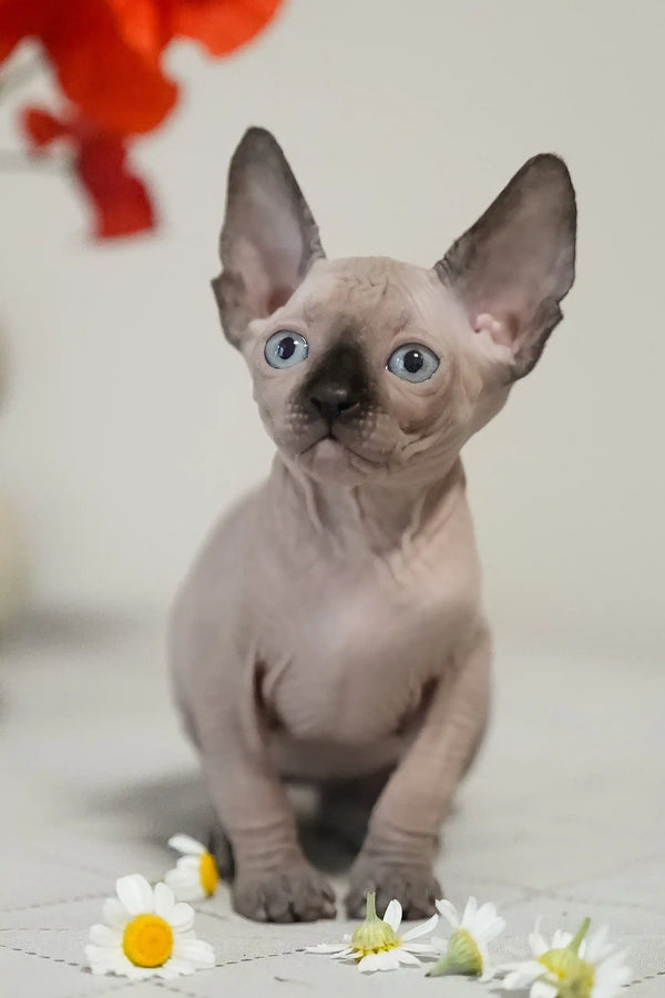Umka | canadian sphynx kitten