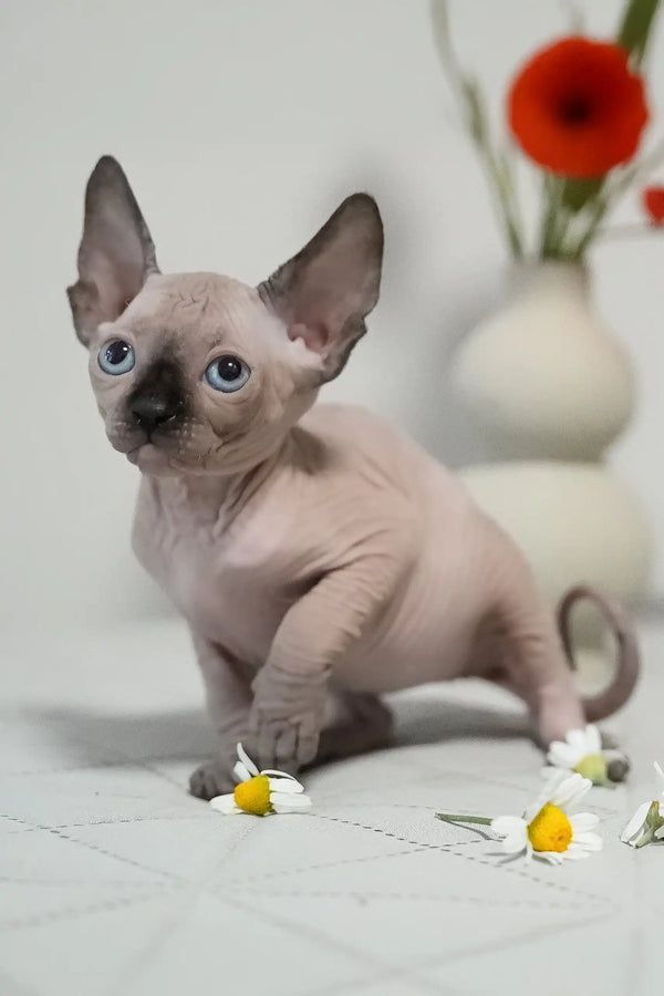 Umka | canadian sphynx kitten