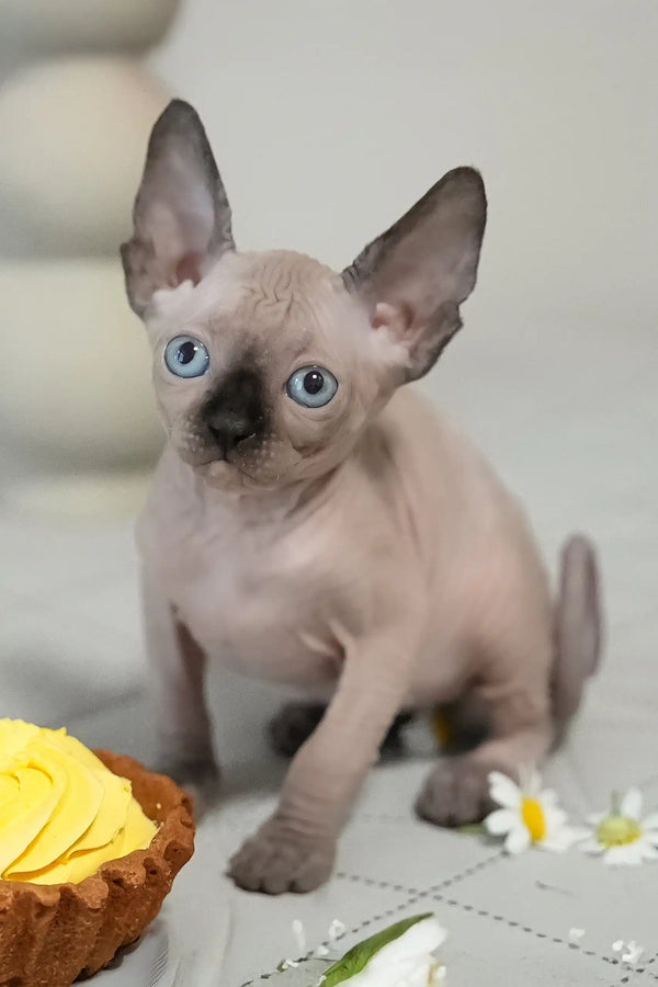 Umka | canadian sphynx kitten