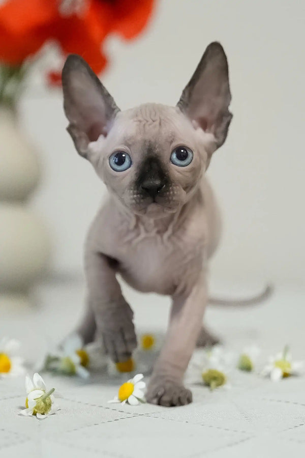 Umka | canadian sphynx kitten