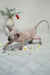 Umka | canadian sphynx kitten
