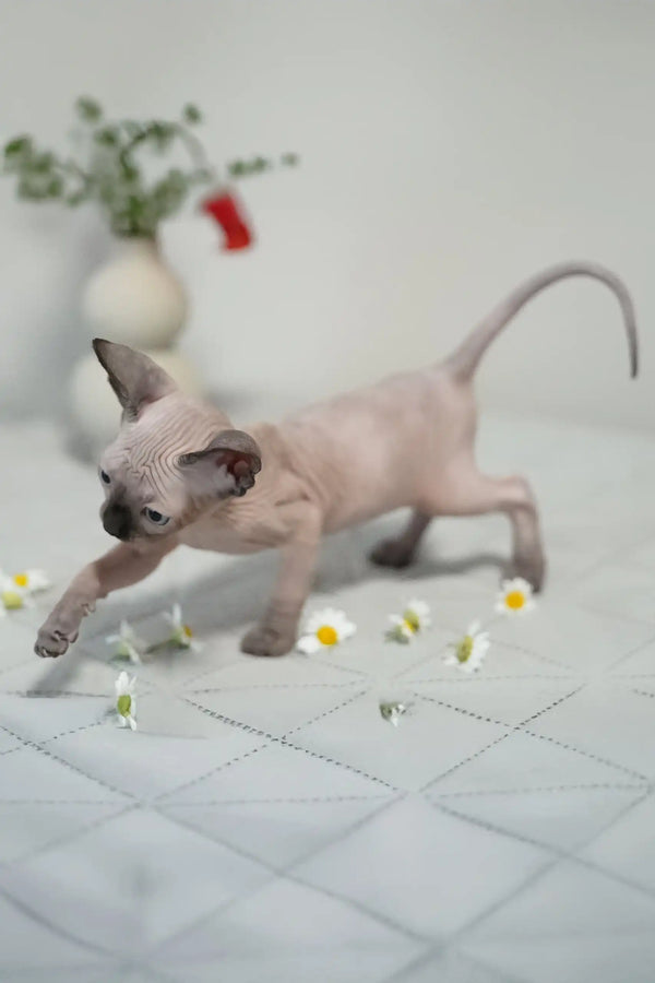 Umka | canadian sphynx kitten